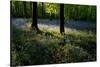 Bluebell wood scenic horizontal-Charles Bowman-Stretched Canvas