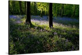 Bluebell wood scenic horizontal-Charles Bowman-Stretched Canvas