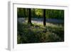 Bluebell wood scenic horizontal-Charles Bowman-Framed Photographic Print