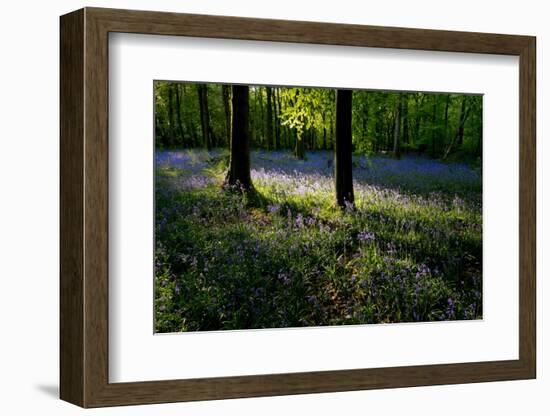 Bluebell wood scenic horizontal-Charles Bowman-Framed Photographic Print