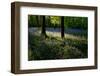 Bluebell wood scenic horizontal-Charles Bowman-Framed Photographic Print