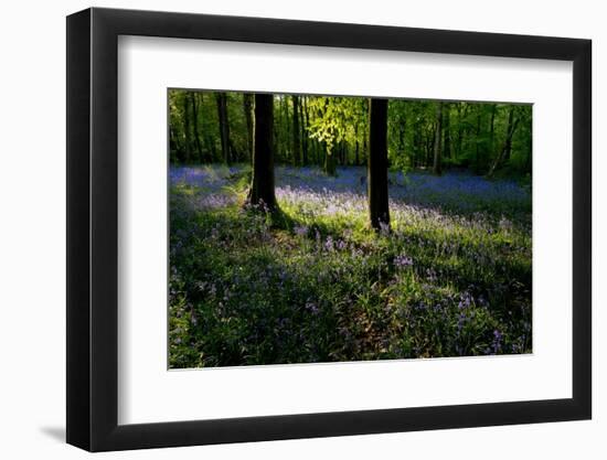 Bluebell wood scenic horizontal-Charles Bowman-Framed Photographic Print