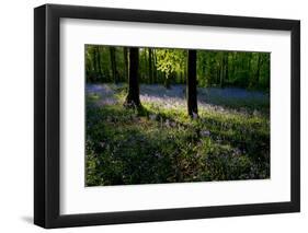 Bluebell wood scenic horizontal-Charles Bowman-Framed Photographic Print