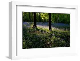 Bluebell wood scenic horizontal-Charles Bowman-Framed Photographic Print