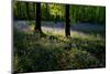 Bluebell wood scenic horizontal-Charles Bowman-Mounted Photographic Print