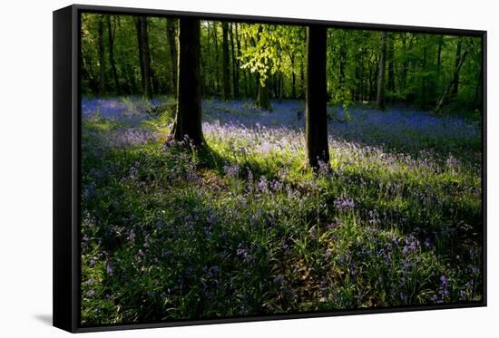 Bluebell wood scenic horizontal-Charles Bowman-Framed Stretched Canvas