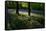 Bluebell wood scenic horizontal-Charles Bowman-Framed Stretched Canvas