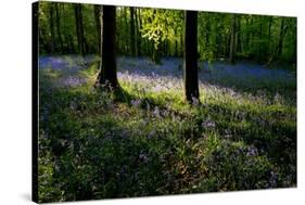 Bluebell wood scenic horizontal-Charles Bowman-Stretched Canvas