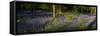 Bluebell wood scenic panorama-Charles Bowman-Framed Stretched Canvas