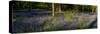 Bluebell wood scenic panorama-Charles Bowman-Stretched Canvas