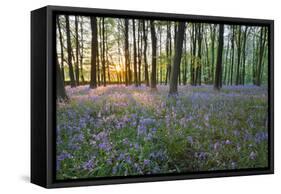 Bluebell Wood, Stow-On-The-Wold, Cotswolds, Gloucestershire, England, United Kingdom-Stuart Black-Framed Stretched Canvas