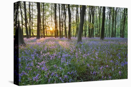 Bluebell Wood, Stow-On-The-Wold, Cotswolds, Gloucestershire, England, United Kingdom-Stuart Black-Stretched Canvas