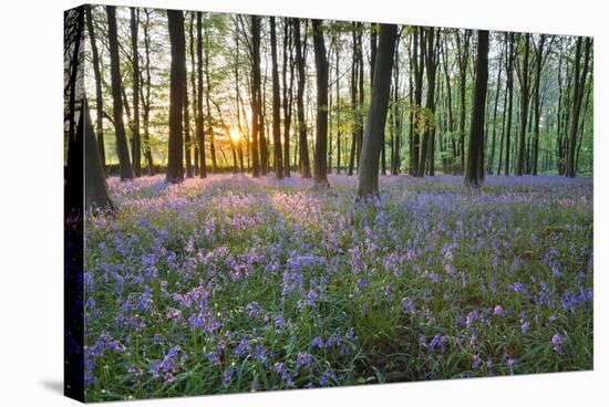 Bluebell Wood, Stow-On-The-Wold, Cotswolds, Gloucestershire, England, United Kingdom-Stuart Black-Stretched Canvas