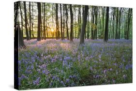 Bluebell Wood, Stow-On-The-Wold, Cotswolds, Gloucestershire, England, United Kingdom-Stuart Black-Stretched Canvas