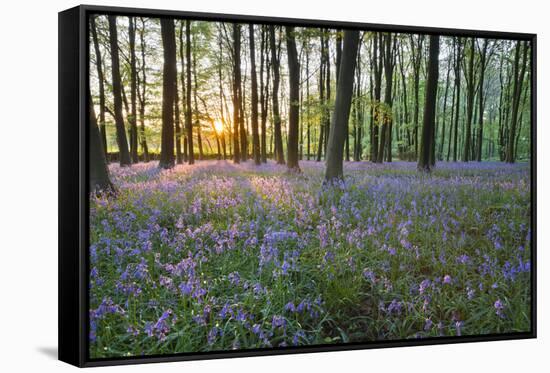 Bluebell Wood, Stow-On-The-Wold, Cotswolds, Gloucestershire, England, United Kingdom-Stuart Black-Framed Stretched Canvas
