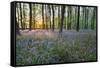 Bluebell Wood, Stow-On-The-Wold, Cotswolds, Gloucestershire, England, United Kingdom-Stuart Black-Framed Stretched Canvas