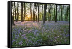 Bluebell Wood, Stow-On-The-Wold, Cotswolds, Gloucestershire, England, United Kingdom-Stuart Black-Framed Stretched Canvas