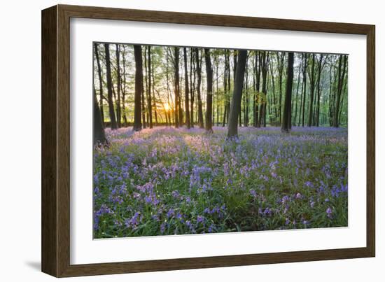 Bluebell Wood, Stow-On-The-Wold, Cotswolds, Gloucestershire, England, United Kingdom-Stuart Black-Framed Photographic Print