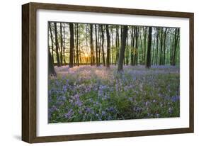 Bluebell Wood, Stow-On-The-Wold, Cotswolds, Gloucestershire, England, United Kingdom-Stuart Black-Framed Photographic Print