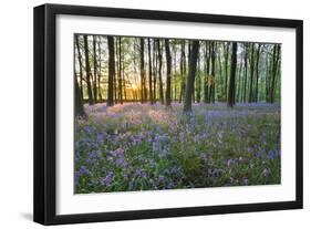 Bluebell Wood, Stow-On-The-Wold, Cotswolds, Gloucestershire, England, United Kingdom-Stuart Black-Framed Photographic Print