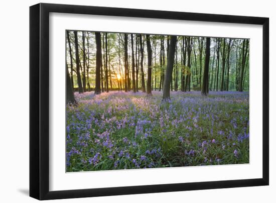 Bluebell Wood, Stow-On-The-Wold, Cotswolds, Gloucestershire, England, United Kingdom-Stuart Black-Framed Photographic Print