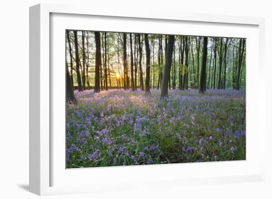 Bluebell Wood, Stow-On-The-Wold, Cotswolds, Gloucestershire, England, United Kingdom-Stuart Black-Framed Photographic Print