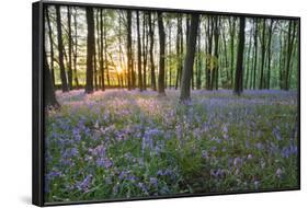 Bluebell Wood, Stow-On-The-Wold, Cotswolds, Gloucestershire, England, United Kingdom-Stuart Black-Framed Photographic Print