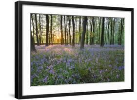 Bluebell Wood, Stow-On-The-Wold, Cotswolds, Gloucestershire, England, United Kingdom-Stuart Black-Framed Photographic Print