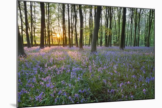 Bluebell Wood, Stow-On-The-Wold, Cotswolds, Gloucestershire, England, United Kingdom-Stuart Black-Mounted Photographic Print