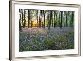 Bluebell Wood, Stow-On-The-Wold, Cotswolds, Gloucestershire, England, United Kingdom-Stuart Black-Framed Photographic Print