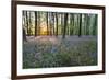 Bluebell Wood, Stow-On-The-Wold, Cotswolds, Gloucestershire, England, United Kingdom-Stuart Black-Framed Photographic Print