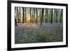 Bluebell Wood, Stow-On-The-Wold, Cotswolds, Gloucestershire, England, United Kingdom-Stuart Black-Framed Photographic Print