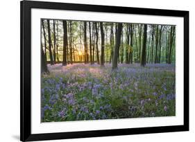 Bluebell Wood, Stow-On-The-Wold, Cotswolds, Gloucestershire, England, United Kingdom-Stuart Black-Framed Photographic Print