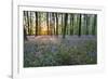 Bluebell Wood, Stow-On-The-Wold, Cotswolds, Gloucestershire, England, United Kingdom-Stuart Black-Framed Photographic Print