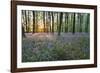 Bluebell Wood, Stow-On-The-Wold, Cotswolds, Gloucestershire, England, United Kingdom-Stuart Black-Framed Photographic Print