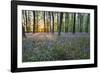 Bluebell Wood, Stow-On-The-Wold, Cotswolds, Gloucestershire, England, United Kingdom-Stuart Black-Framed Photographic Print