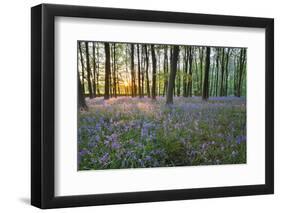 Bluebell Wood, Stow-On-The-Wold, Cotswolds, Gloucestershire, England, United Kingdom-Stuart Black-Framed Premium Photographic Print