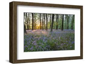 Bluebell Wood, Stow-On-The-Wold, Cotswolds, Gloucestershire, England, United Kingdom-Stuart Black-Framed Photographic Print