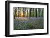 Bluebell Wood, Stow-On-The-Wold, Cotswolds, Gloucestershire, England, United Kingdom-Stuart Black-Framed Photographic Print