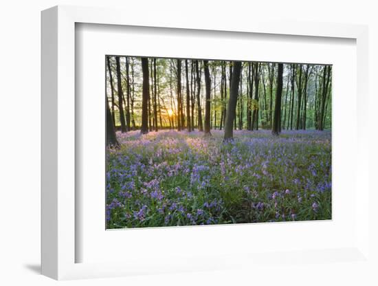 Bluebell Wood, Stow-On-The-Wold, Cotswolds, Gloucestershire, England, United Kingdom-Stuart Black-Framed Photographic Print