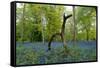 Bluebell wood with hopping tree-Charles Bowman-Framed Stretched Canvas