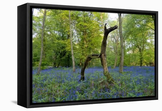 Bluebell wood with hopping tree-Charles Bowman-Framed Stretched Canvas