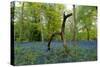 Bluebell wood with hopping tree-Charles Bowman-Stretched Canvas