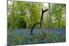 Bluebell wood with hopping tree-Charles Bowman-Mounted Photographic Print