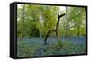 Bluebell wood with hopping tree-Charles Bowman-Framed Stretched Canvas