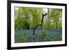 Bluebell wood with hopping tree-Charles Bowman-Framed Photographic Print