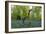 Bluebell wood with hopping tree-Charles Bowman-Framed Photographic Print