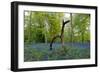 Bluebell wood with hopping tree-Charles Bowman-Framed Photographic Print