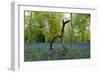 Bluebell wood with hopping tree-Charles Bowman-Framed Photographic Print