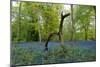 Bluebell wood with hopping tree-Charles Bowman-Mounted Photographic Print